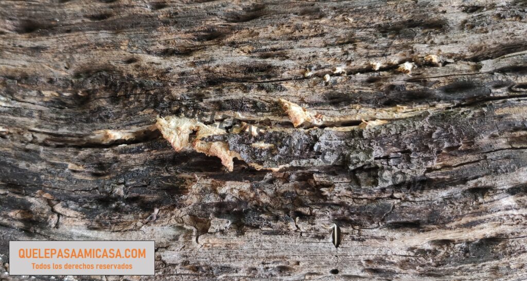 Se observa en la imágen una viga de madera con hongos, los cuales han causado grietas